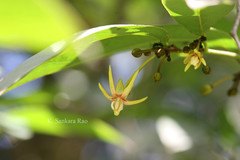 Hydnocarpus anthelminthicus